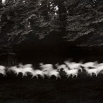 02_Running White Deer 2