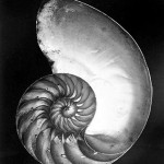 Edward Weston black and white photograph