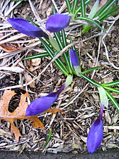 SpringYes