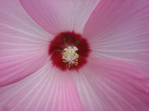 8.12.2010flower