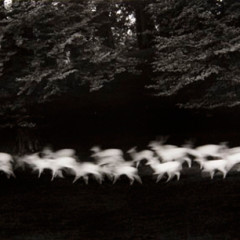 Paul Caponigro, Running White Deer, 1967
