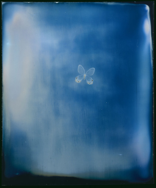 Adam Fuss, From the series 'My Ghost' (Butterfly Daguerreotype) Daguerrotype, Cheim &amp; Read Gallery, New York